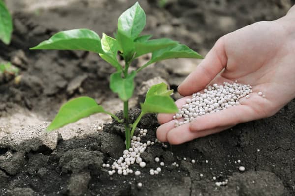 Urea Fertilizer Uses